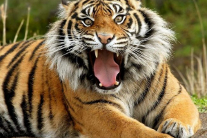 W jednym z polski zoo, tygrys zgipował w plasterkach opiekuna